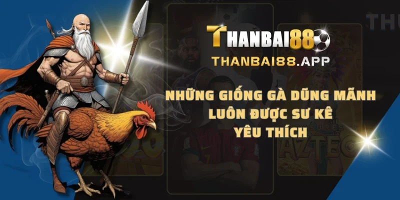 Những giống gà dũng mãnh luôn được sư kê yêu thích